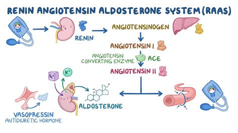Drugs Impacting the Renin Angiotensin Aldosterone System (ACE and ARB) - Osmosis Video Library