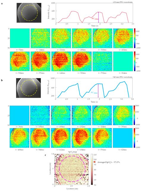 Pulse Oximetry Imaging System Using Spatially Uniform Dual Wavelength ...