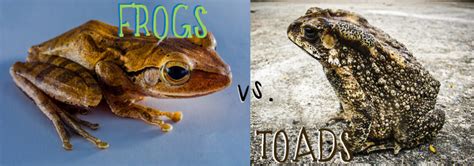 Frogs Vs Toads | Kaizen Microlessons