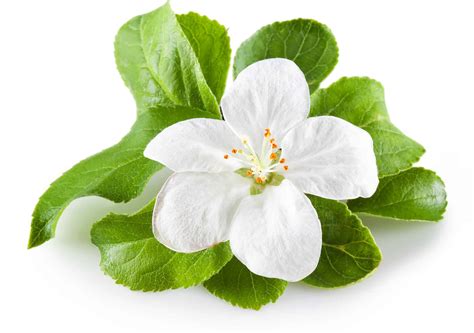 Discover the Official State Flowers of Michigan (When They Bloom and ...