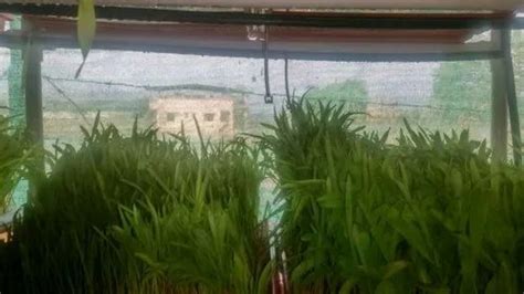 Hydroponic Fodder Machine - Hydroponic Chara Machine Service Provider ...