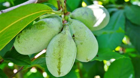 Pawpaw Bread: Taste an Early American Fruit! | Almanac.com