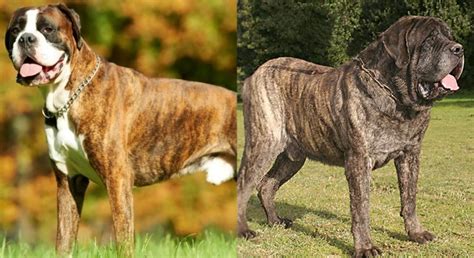 Boxer Mastiff Mixed Dog Breed: Info, Pictures, Care Guide & Traits ...