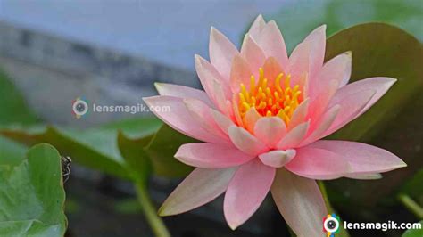 The Indian Lotus: More Than Just a Pretty Petal | Lensmagik.com