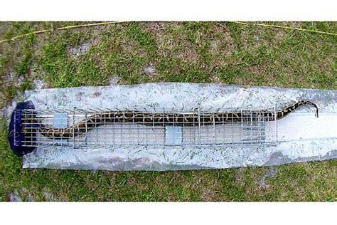 Image result for How to Build a Burmese Python Trap