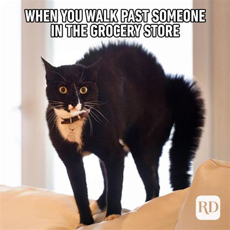 45 Funny Animal Memes | Reader's Digest