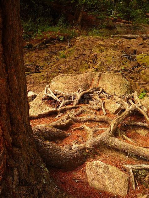 Image result for Root Word Path