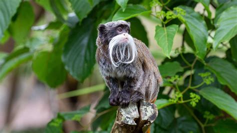 Emperor Tamarin Habitat