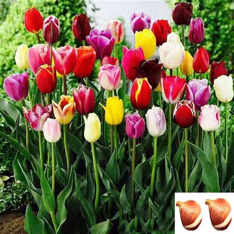 Two Bulbs Tulip Bulbs Mixed Tulips Varieties India | Ubuy