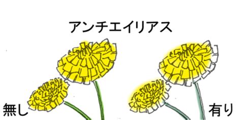 Image result for Python Generating Random Words