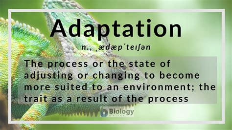 What Is Structural Adaptation