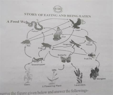 name the organism which is food for maximum number of organism - Brainly.in