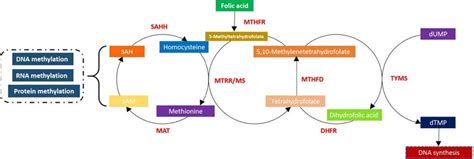 Image result for Folate DNA Synthesis