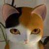 Image result for Cap Unity File