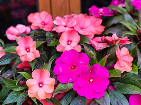 How To Grow New Guinea Impatiens - Care For New Guinea Impatiens ...