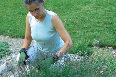 When To Cut Back Russian Sage For A Bushy Shrub