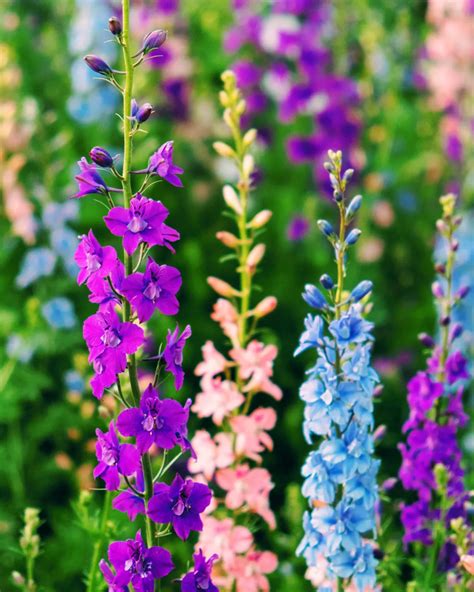16 Tall Perennial Flowers That Make a Bold Statement in Your Garden