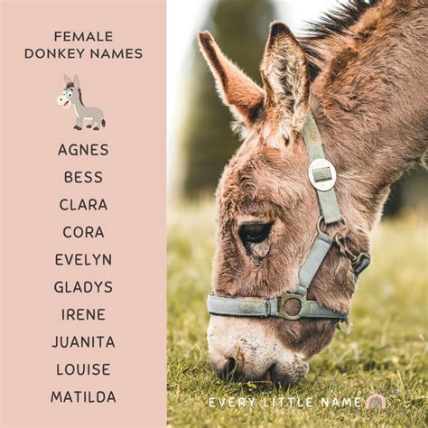 170+ Best Donkey Names (Cute, Funny, and Creative) - Every Little Name