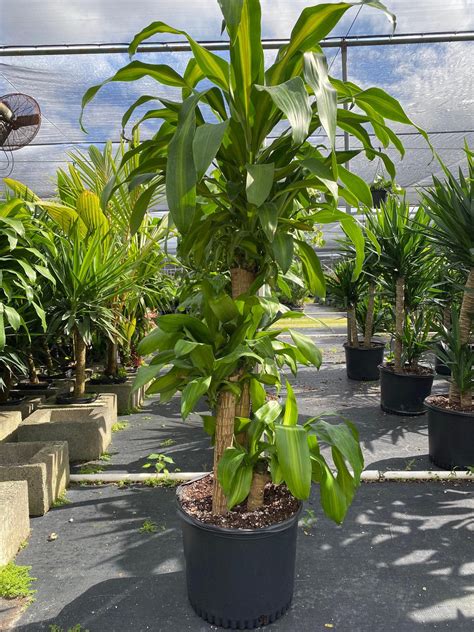 Top Mass Cane Floor Plant For Modern Homes