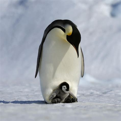 What Are A Emperor Penguin Predator