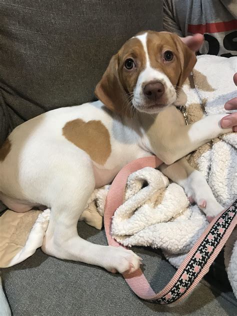 Cachorros Pitbull Beagle American Pit Bull Terrier Breed: