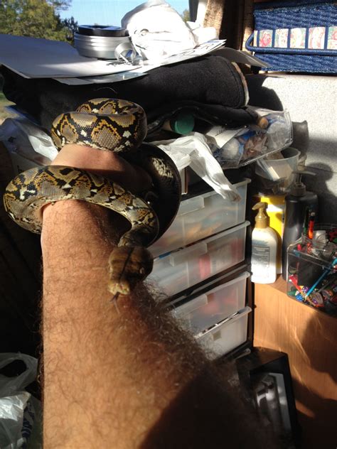 Retic Python Pet 的图像结果