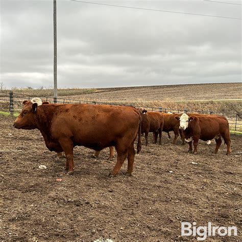 8) 7&8 YO Red Angus Cross Breds (BID PER HEAD) BigIron Auctions