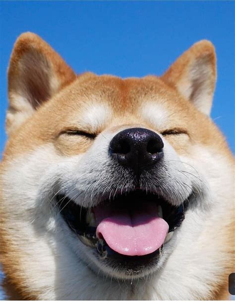 14 amazing pictures of smiling shiba inu – Artofit