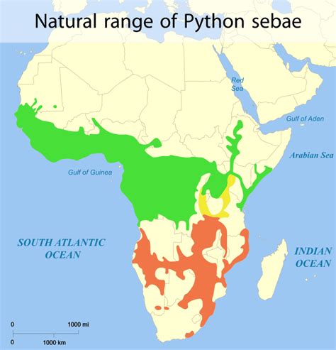 Image result for Largest African Rock Python