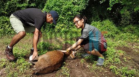 Kaziranga Locals Rescue Hog Deer, Snakes from Flood - kaziranga locals ...