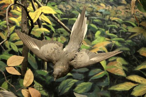 Image result for Extinct Insects