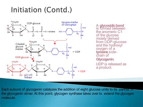 Glycogen Metabolism.pptx