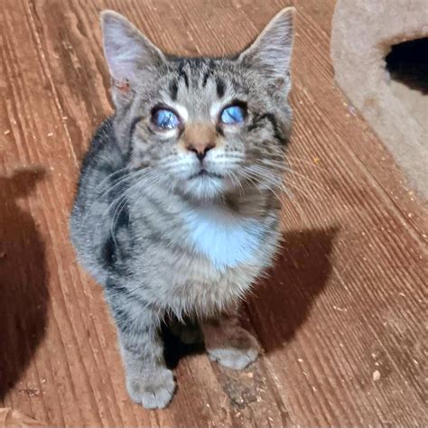 Adoptable Cats & Kittens in Columbus, OH | Chewy.com