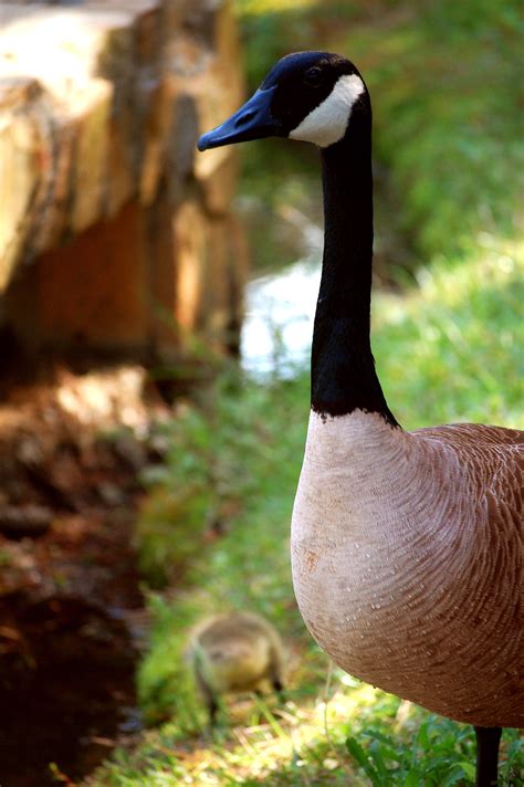 Free Images : vertebrate, duck, canada goose, beak, water bird, ducks, geese and swans ...
