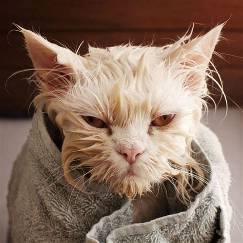 cat dandruff