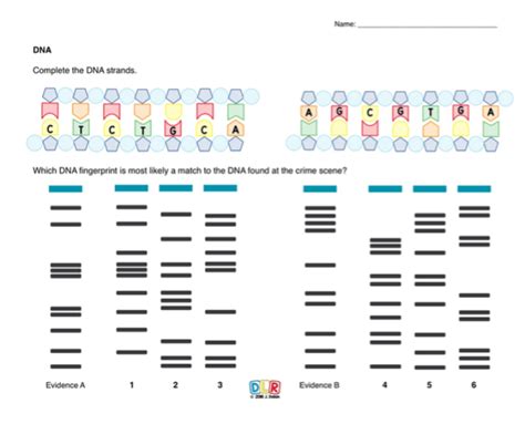 Image result for DNA Fingerprinting Lab Worksheet Printable