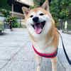 25 adorable pictures of Cheems, the Shiba Inu dog who inspired viral ...