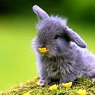 Image result for The Cutest Baby Bunnies in the World