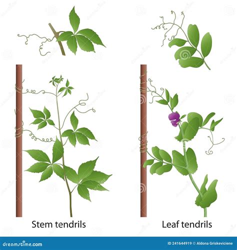 Tendrils Help the Plant To Climb a Support. Thigmotropism Stock Illustration - Illustration of ...