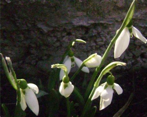 Kardelen (Galanthus sp.) - agaclar.net