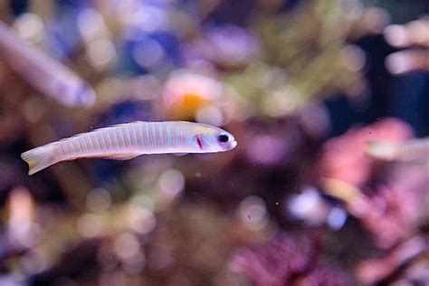 Image result for Fish Imafe for Python Code