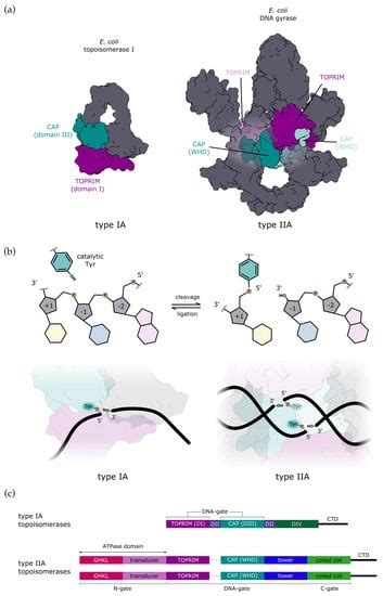 What’s on the Other Side of the Gate: A Structural Perspective on DNA ...