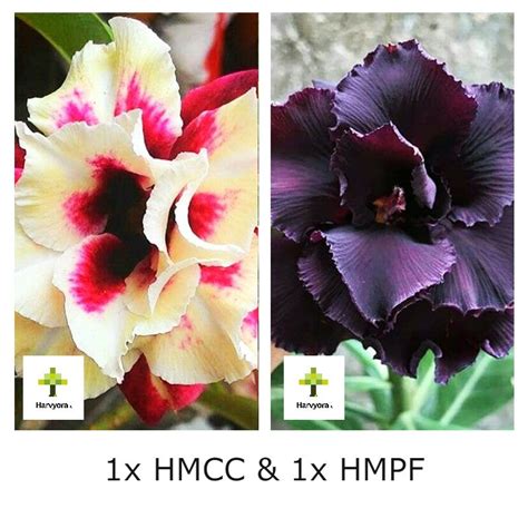 Adenium Combo - HMCC and HMPF (HMCO136) (Flowering plant) - Harvyora