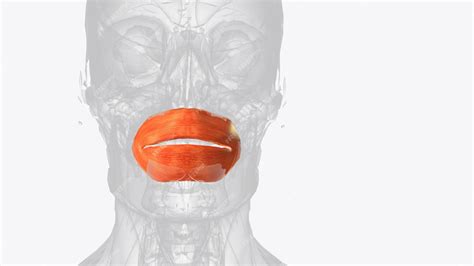 Premium Photo | Orbicularis oris muscle also known as musculus ...