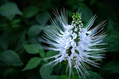 Cat Whiskers Flower Plant Of The Month; Beautiful And Medicinal Cat's