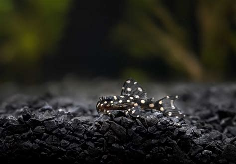 Image result for Fish Tank Substrate