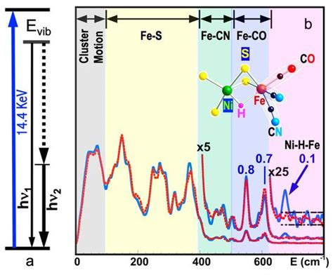 Nuclear Resonance Vibrational Spectroscopy | Encyclopedia MDPI