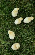 Image result for Fluffy Baby Bunnies Groming