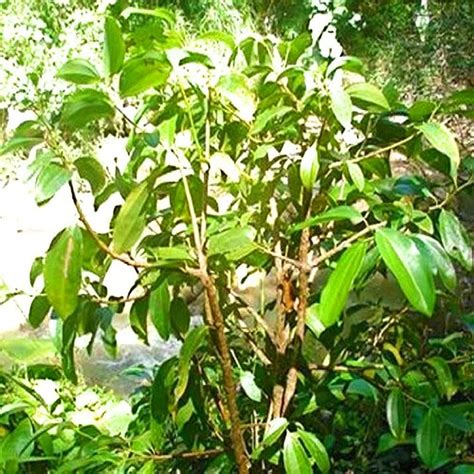 Creative Farmer All Spice Plant, Combined Flavour Of Cinnamon, Nutmeg ...