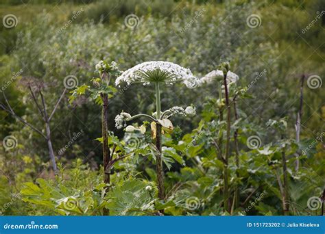 Giant Cow Parsnip Growing in the Field, Heracleum Mantegazzianum Stock ...